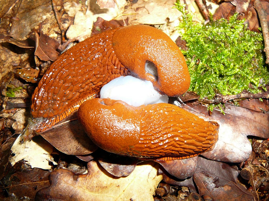 2012-07-Sortie bonus Poulampont